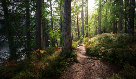 Woman walking through forest with sunflare